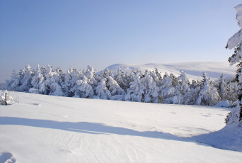Картинка природа зима снег холмы ели