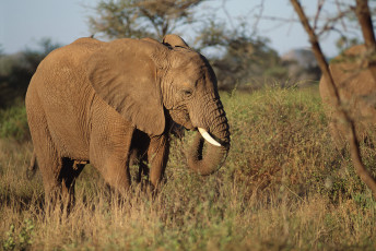Картинка слон животные слоны трава саванна