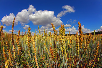 Картинка природа поля пшеница колосья
