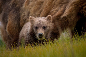 Картинка животные медведи медвежонок малыш