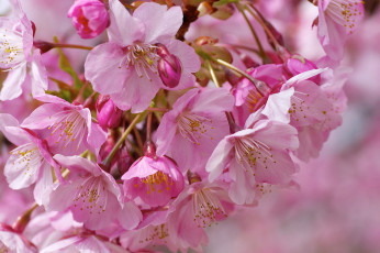 Картинка цветы сакура вишня розовый