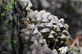Картинка природа грибы пень много