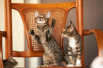 Картинка животные коты котята кресло