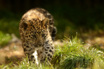 Картинка животные леопарды малыш