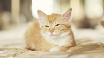 Картинка животные коты рыжий cat котенок