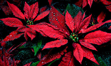 Картинка цветы пуансеттия красный капли листья