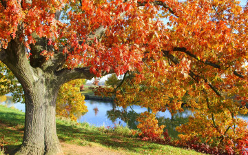 Картинка природа деревья осень дуб река