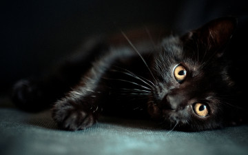 Картинка животные коты черный кот