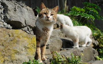 Картинка животные коты ступени солнечно внимание угол зелень камни