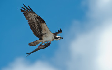Картинка животные птицы хищники еда улов рыба полет птица небо