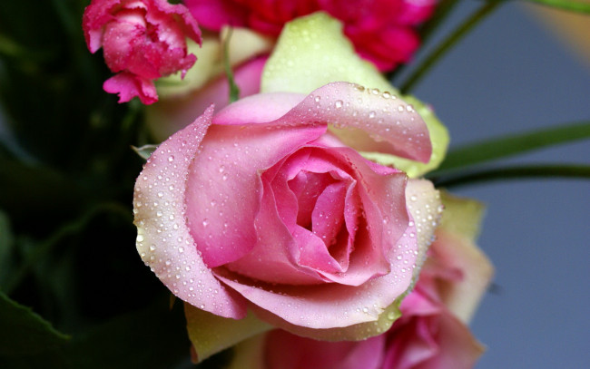Обои картинки фото цветы, розы, бутон, нежность, розовый, капли