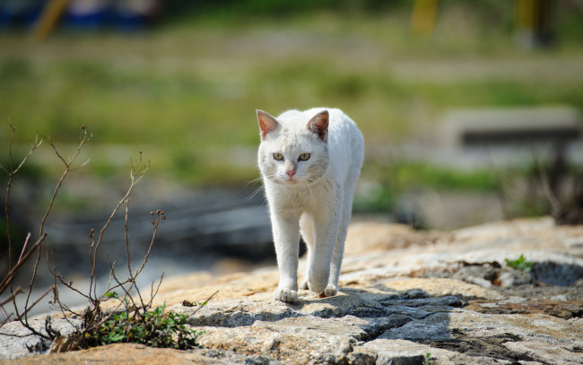 Обои картинки фото животные, коты, кот, улица, камни, прогулка, трава, белый
