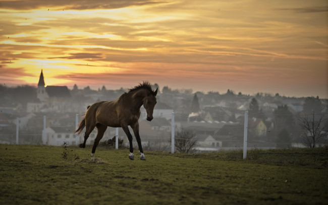 Обои картинки фото животные, лошади, конь, закат, поле