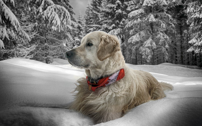 Обои картинки фото животные, собаки, зима, снег