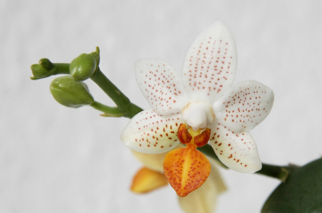 Обои картинки фото цветы, орхидеи, белый