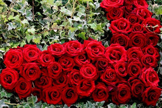 Обои картинки фото цветы, розы, сердце, красный