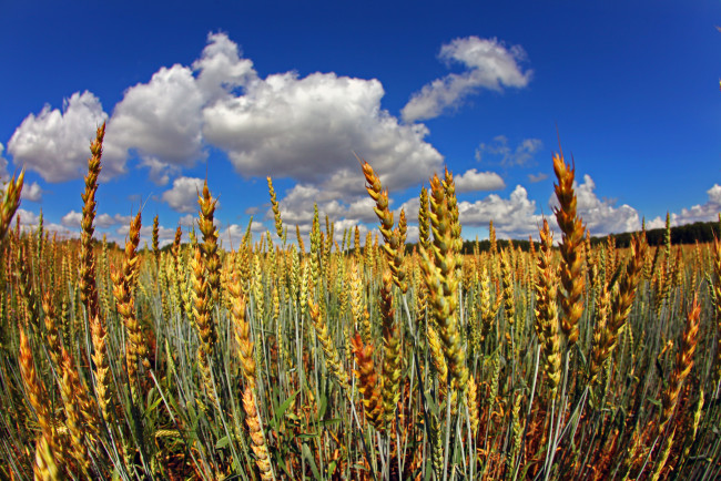 Обои картинки фото природа, поля, пшеница, колосья