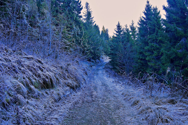 Обои картинки фото природа, зима, дорога, снег, вечер, деревья