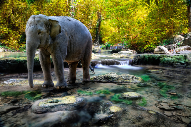 Обои картинки фото животные, слоны, thailand, таиланд, река, лес