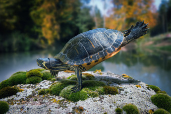 Картинка разное компьютерный+дизайн черепаха брейк данс