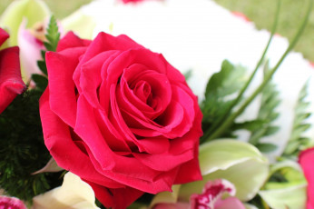 Картинка цветы розы роза лепестки букет