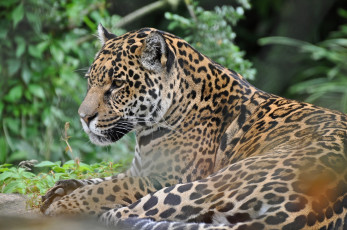 Картинка животные Ягуары отдых ягуар