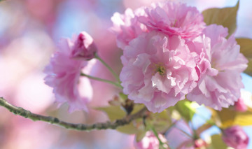 Картинка цветы сакура +вишня весна