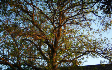 Картинка природа деревья вечер закат ветви дерево