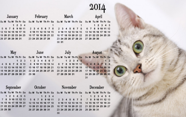Обои картинки фото календари, животные, кот