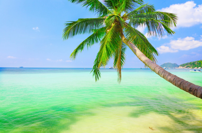 Обои картинки фото природа, тропики, пляж, море, clouds, облака, небо, пейзаж, пальма, coconut, palm, weeping, sea, sky, landscape, nature