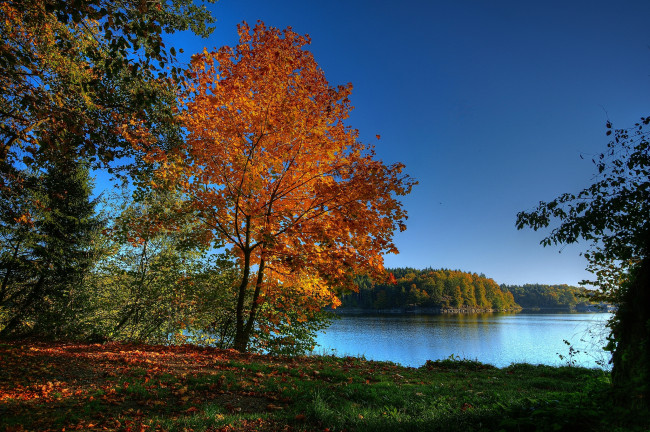 Обои картинки фото природа, пейзажи, лес, осень, поляна, река, трава