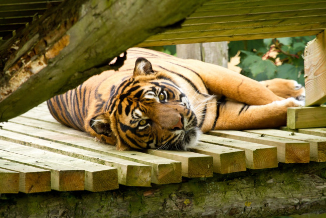 Обои картинки фото животные, тигры, морда, тигр, отдых