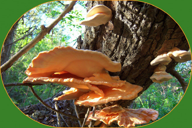 Обои картинки фото природа, грибы, оранджевые