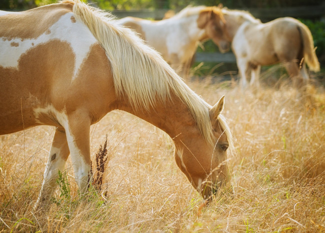 Обои картинки фото животные, лошади, свет, пастбище, трава, конь