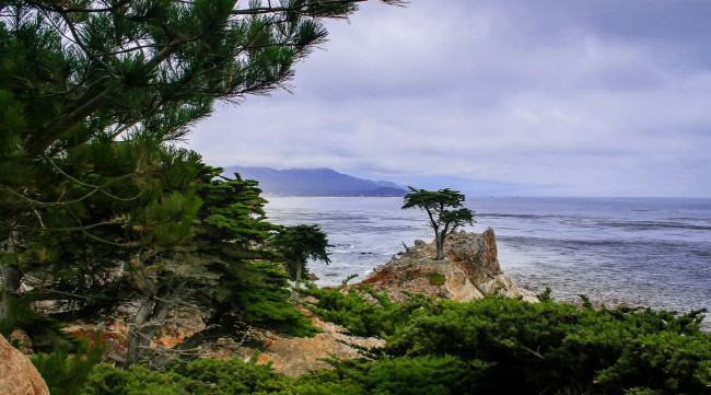 Обои картинки фото природа, побережье, дерево, скала, море
