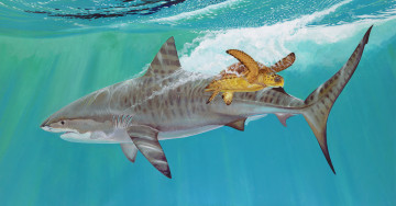 Картинка рисованное животные мир подводный shark черепаха тигровая вода рыба акула