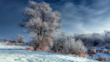 Картинка природа деревья иней зима