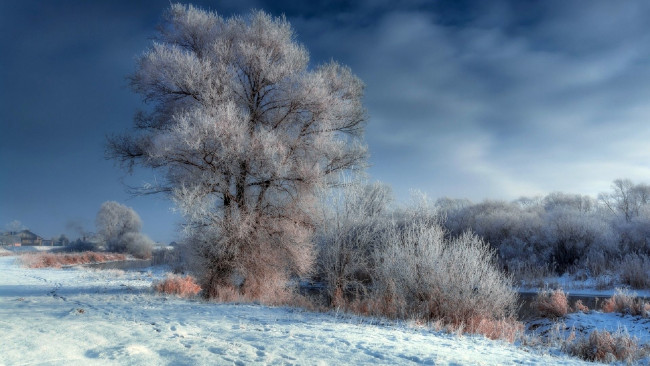 Обои картинки фото природа, деревья, иней, зима