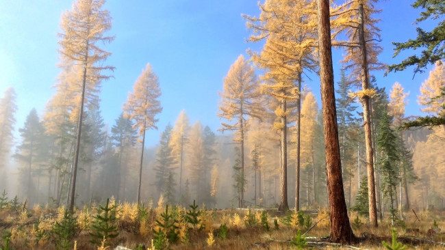 Обои картинки фото природа, лес, туман, сосны