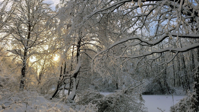 Обои картинки фото природа, лес, зима