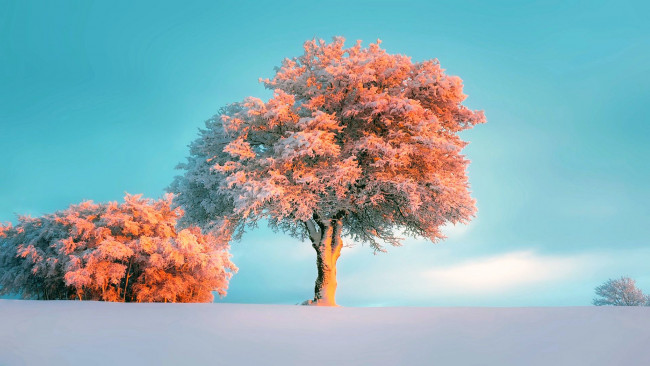 Обои картинки фото природа, зима, закат, дерево