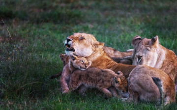 Картинка животные львы family story