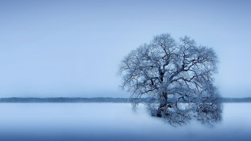 обоя природа, зима, дерево, снег