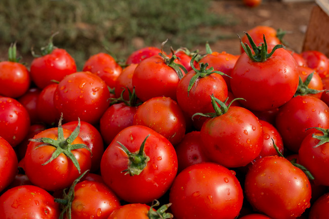 Обои картинки фото еда, помидоры, спелые, много, урожай, капли