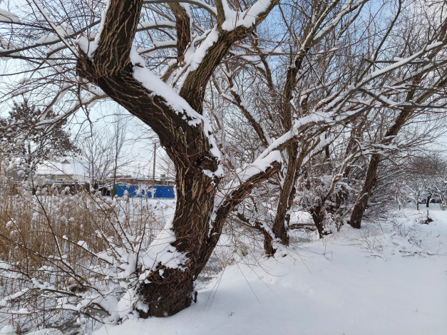 Обои картинки фото природа, деревья, зима, снег