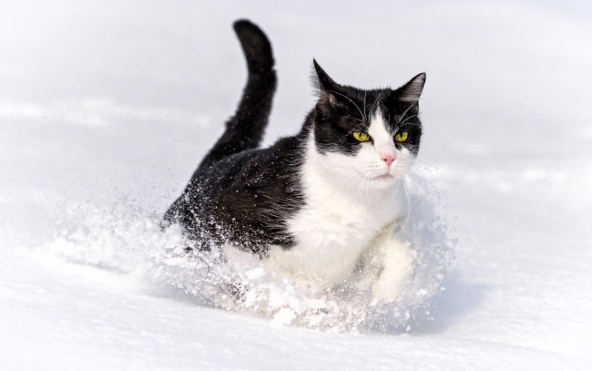 Обои картинки фото животные, коты, кот, снег
