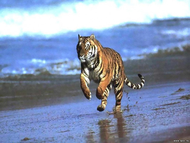 Обои картинки фото тигр, животные, тигры
