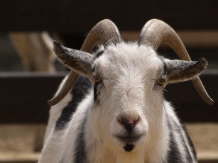 Картинка животные козы коза козёл рога