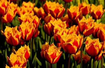Картинка цветы тюльпаны много оранжевый бахрома