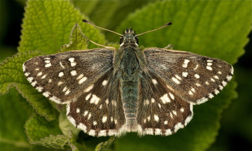Картинка животные бабочки коричневый мотылек пестрый